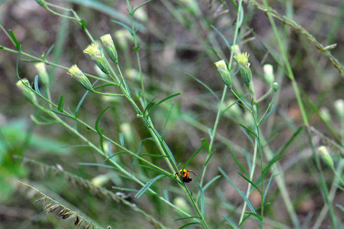 Veiny Brickellbush; Note the Crab Spider (Thomisidae) with prey in the lower center of the photo. This species prefers dry hills, rocky slopes, canyon walls, mesas and limestone outcrops. Plants prefer elevations between 4,500 and 6,000 feet. Brickellia venosa